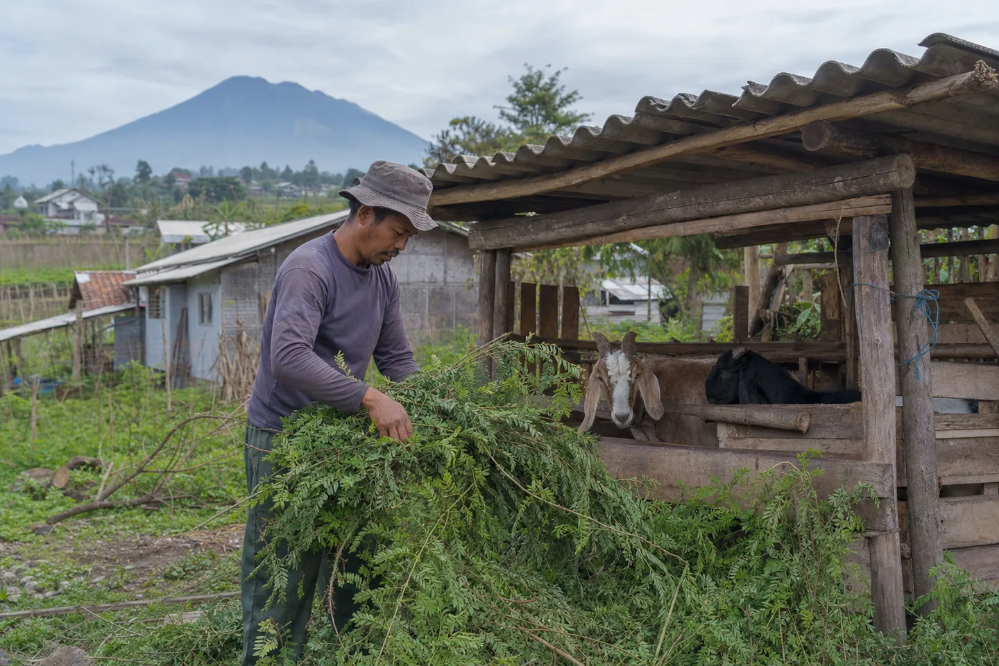 A goat keeper arranging freshly harvested forage beside a small village goat shed in Magelang