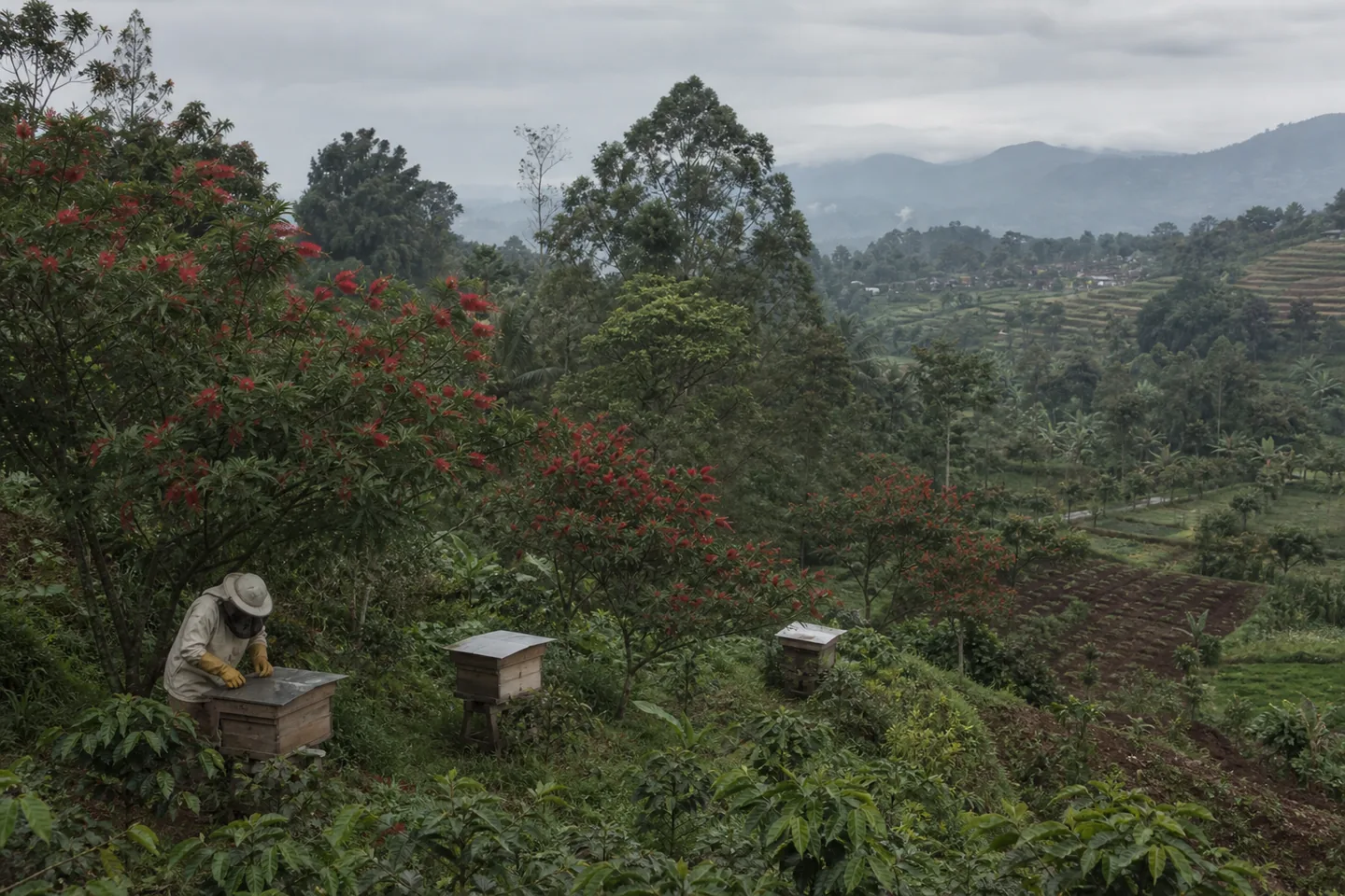 A beekeeper tending small hives among flowering calliandra in a mixed Magelang landscape